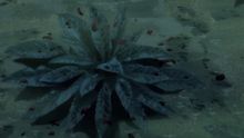 backdrop